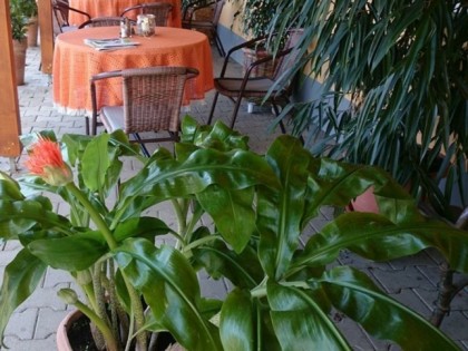 Фото: Ristorante Delle Rose